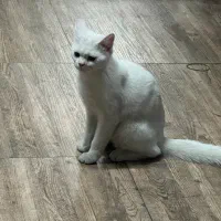 گربه بریتیش پنج ماه و نیم نر و ماده