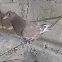 جوجه غریب