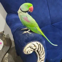 شاه طوطی نردستی سخنگو