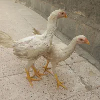 لاری افغان ی تیغ سفید|حیوانات مزرعه|مشهد, بلال|دیوار