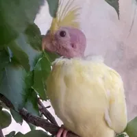 گمشده