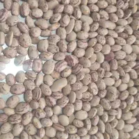 لوبیا چیتی درجه یک تازه|خوردنی و آشامیدنی|شیراز, آزادی|دیوار