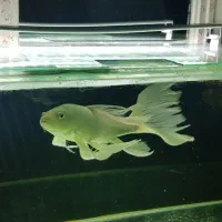 کوی پلاتینیوم سوپر باله بلند ۴۰ سانتی