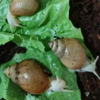 حلزون مناسب حیوان خانگی یا حلزون تراپی