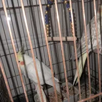 طوطی هلندی|پرنده|اندیمشک, |دیوار