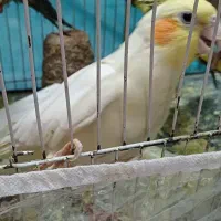 عروس هلندی تعداد زیاد موجود داریم