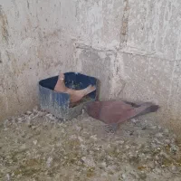 کبوترزردماده به شرط پرش وجوجه