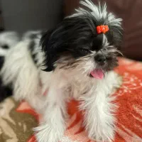 سگ شیتزو فلت