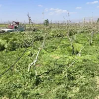 تیلر زدن باغات