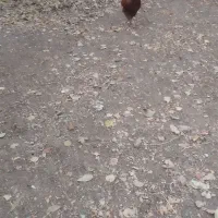 خروس محلی|حیوانات مزرعه|سیسخت, |دیوار