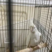 عروس هلندی جفت کار بلد