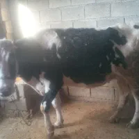 گاو وگوساله ماده|حیوانات مزرعه|کامیاران, |دیوار