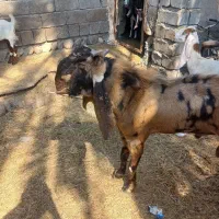 اصل|حیوانات مزرعه|میناب, |دیوار