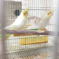 عروس هلندی با 4تا جوجه|پرنده|فولادشهر, B1|دیوار