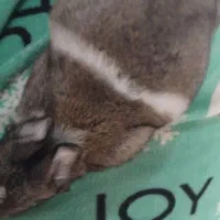 بچه خرگوش کوچولو گوگولی|موش و خرگوش|تربت جام, مطهری|دیوار