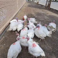 بوقلمون گوشتی