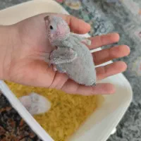 جوجه گرینچیک