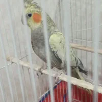 عروس هلندی گل باغالی نر