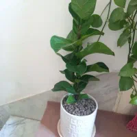 فیکوس