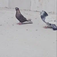 کبوتر رنگی|پرنده|شیراز, رکنآباد|دیوار