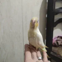 جوجه عروس هلندی رام دستی سرلاکی|پرنده|شریف‌آباد, |دیوار