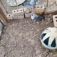 سلام دوستان یه جفت کبوترسینه سفید