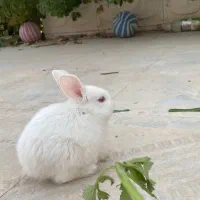خرگوش سفید چشم قرمزی