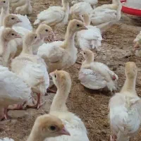 جوجه بوقلمون بیوتی ۶ زرین سیکس
