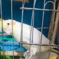 فروش پرنده