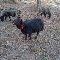 قوچ غزل سرحال