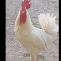 خروسسفید.سالم