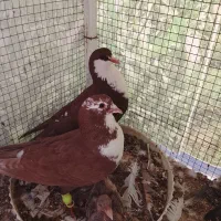 ساده و ریش سرخ