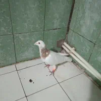 کبوتر|پرنده|ماهدشت, |دیوار