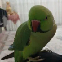 طوطی ملنگو ۲.۵ ساله نر|پرنده|اردبیل, |دیوار