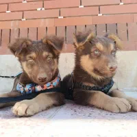 واگذاری سگ ژرمن لیور|سگ|سیرجان, |دیوار