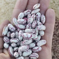 لوبیا چیتی تازه و یکدست برداشت یک هفته پیش (ا مهر)|خوردنی و آشامیدنی|همدان, |دیوار