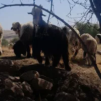 بَعده جلورو گَله|حیوانات مزرعه|گتوند, |دیوار