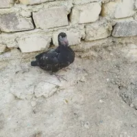 سلام دوستان یک جوجه کفتر مسافتی