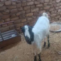 بز چینی|حیوانات مزرعه|زابل, |دیوار