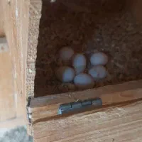 فروش عروس هلندی|پرنده|لامرد, |دیوار