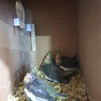 عروس هلندی مولد با جوجه|پرنده|تهران, وحیدیه|دیوار