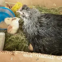 مرغ با جوجه محلی