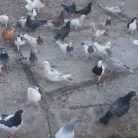 کفتر پرشی|پرنده|قزوین, |دیوار