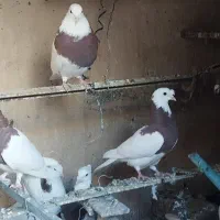 زابل شمار|پرنده|زابل, |دیوار