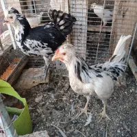 مرغ وخروس