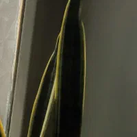 سانسوریا