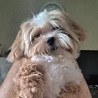 سگ شیتزو فلت|سگ|مشهد, یاس|دیوار