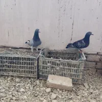 پلاکی جان اردن