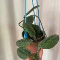 گل طبیعی خانگی|گل و گیاه طبیعی|ارومیه, |دیوار