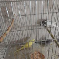 جوجه مرغ عشق آلبینو چشم شرابی|پرنده|اصفهان, شمس آباد|دیوار